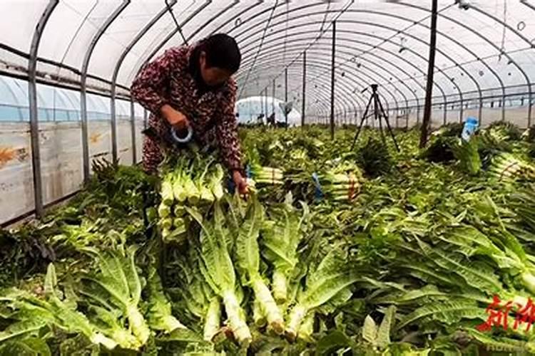 常德干锅肥肠做法