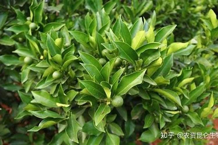 橙子保花保果用什么叶面肥？橙子怎样让果实快速膨大？橙子水溶肥用调色师...