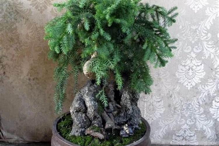 植物澳洲杉需要施什么肥料
