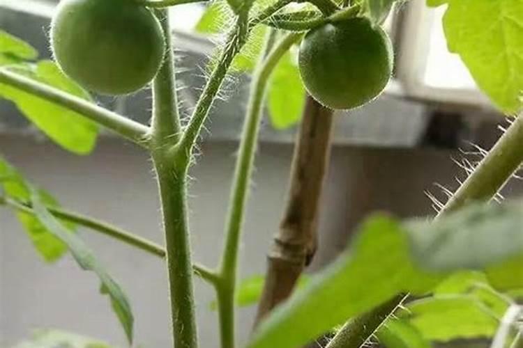 用于草莓的肥料选哪种比较好