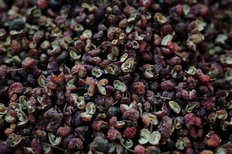 青花椒处于何种生长状态时会逐渐变红