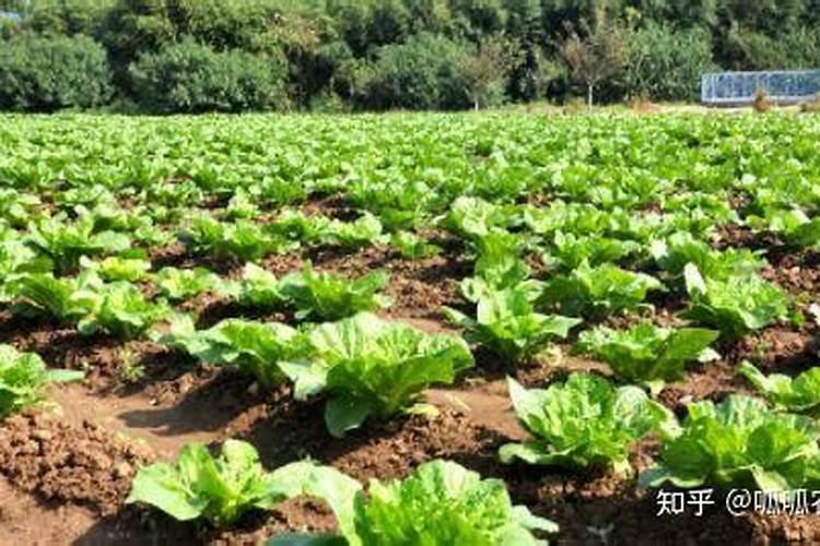 固氮植物轮作有什么好处