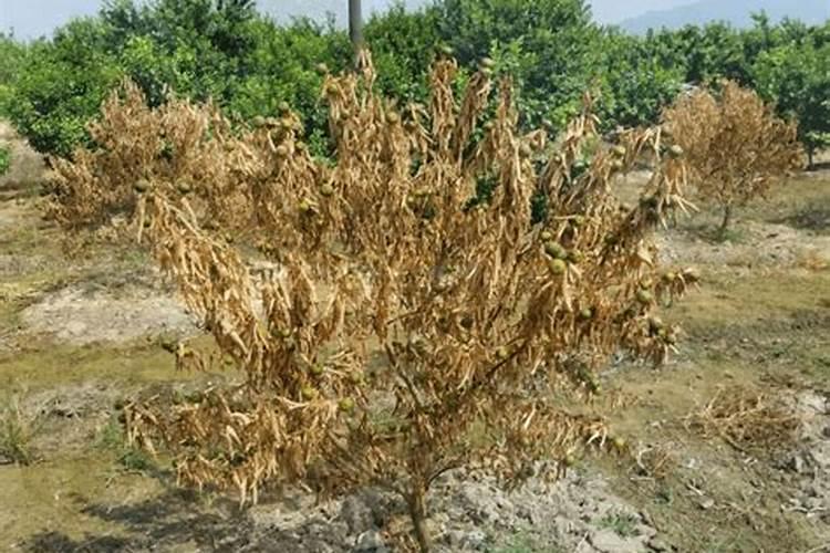 果树什么时期喷施叶面肥,上色增甜膨大用什么肥料好,叶面肥促花保果怎 ...