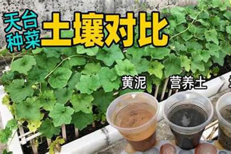 养花用什么肥料最好最快,养花的氮肥有哪些