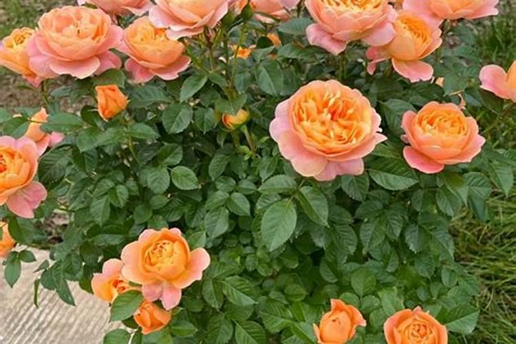 月季施肥施什么肥月季怎么施肥