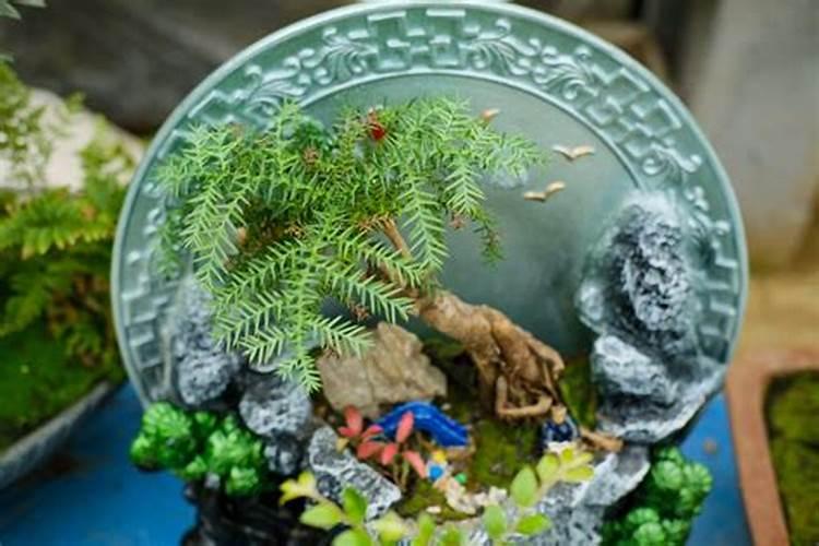 盆栽澳洲杉施肥方法求行家告诉我？哪位能够说说看？