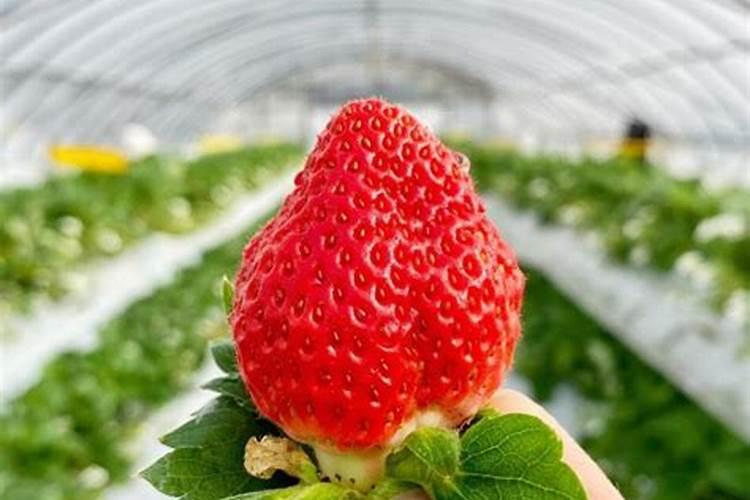 种植草莓什么时候需要施肥