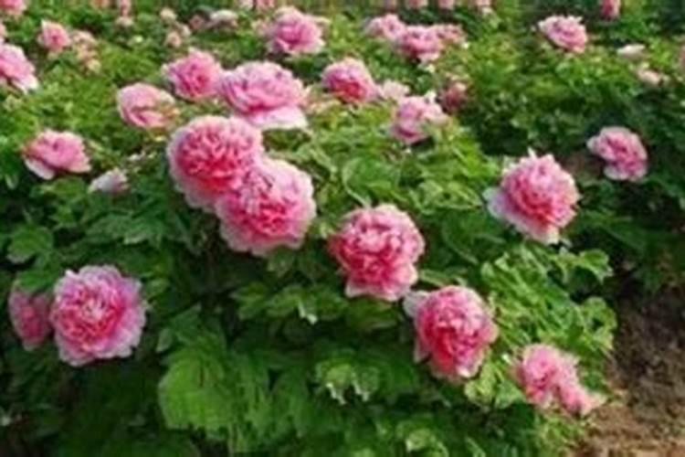 刚移栽的牡丹花需要底肥吗