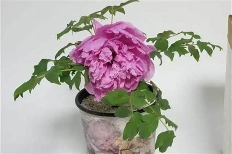 牡丹花怎么施肥 如果是新上盆的牡丹