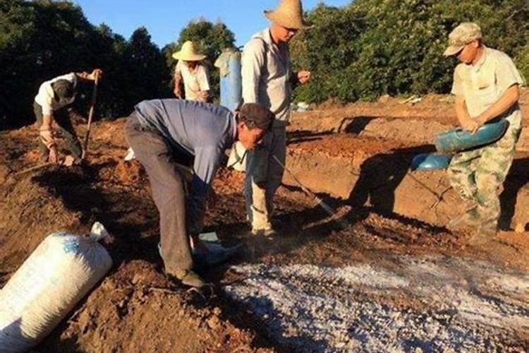 草木灰十大禁忌