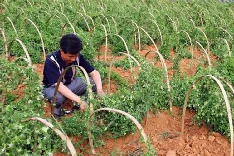 种植白术施肥要科学,主要用什么肥料？