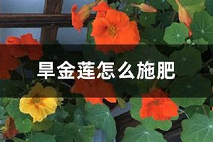 旱金莲怎么换盆移栽