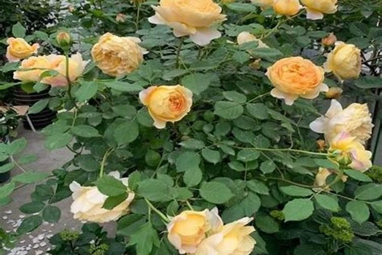 我昨天给月季花打药发出来的新芽打蔫了是药农度大了吗？