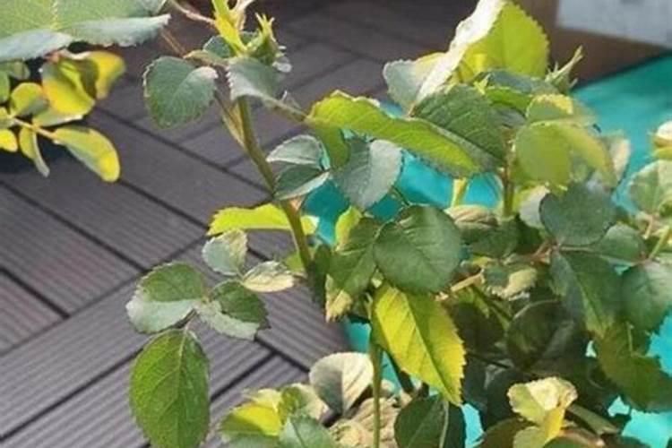 种的月季花撒了点肥料快烧死了,用什么办法可以补救过来