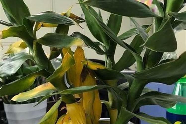 碳酸氢铵肥效期多长