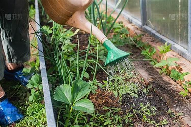 钾肥兑水可以灌溉吗？