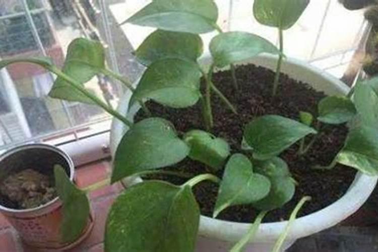 绿萝需要什么肥料,绿萝用什么肥料长得快