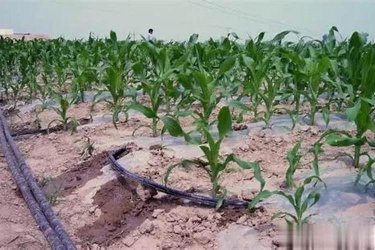 玉米什么时候施肥好 追啥肥料好