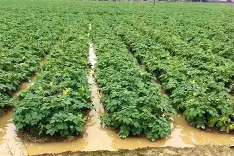 无花果施肥的正确方法