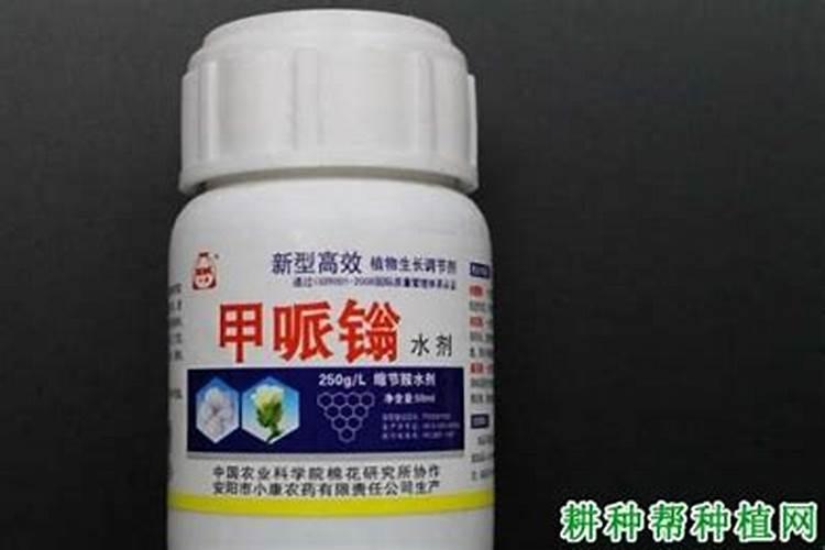 打了玉米金大棒还打缩节安吗？