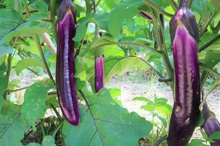 茄子最忌三种肥料
