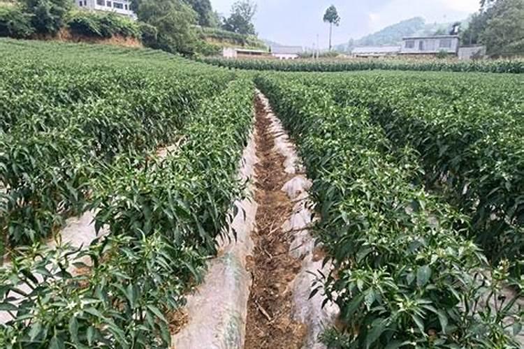 二荆条不长辣椒怎么办