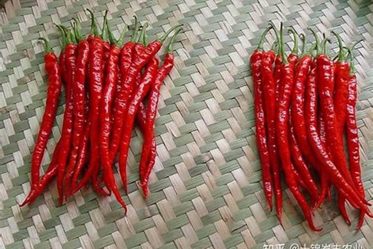 麻辣椒能长多大