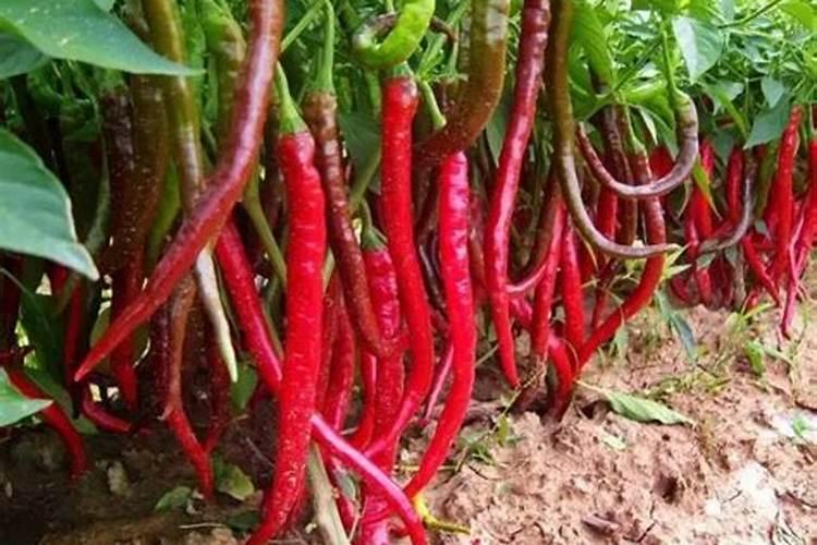 现在还能种什么菜最合适