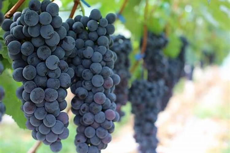 芹菜施什么肥长得好 芹菜施什么肥长怎样才能长好呢