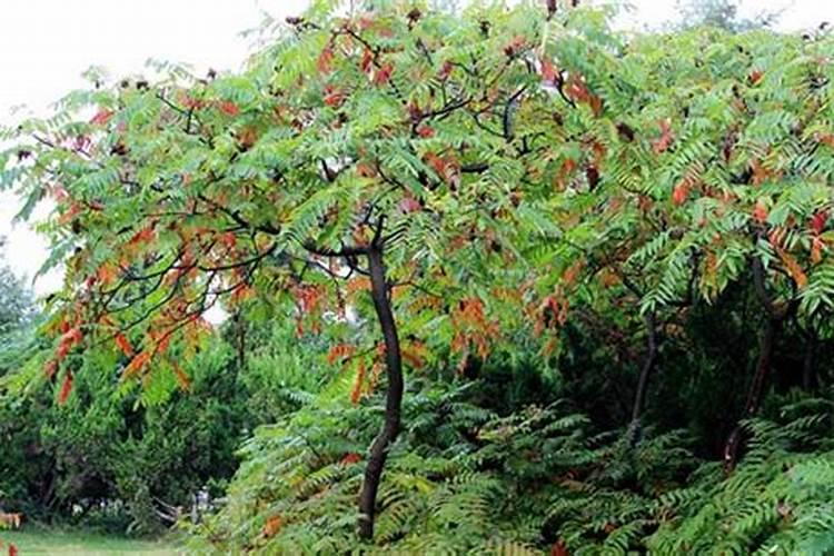 火炬树秋季栽植好吗？