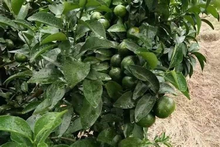 糖醇钙镁朋铁锌在桔柑园什么时候用好