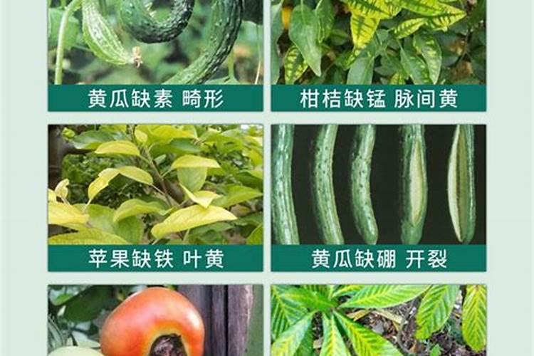 种菜什么时候施肥 种菜什么时间施肥