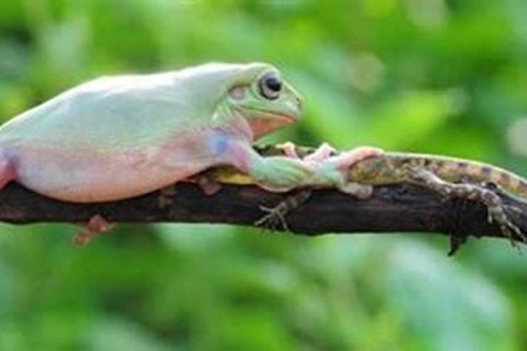 蜡白猴多久喂一次