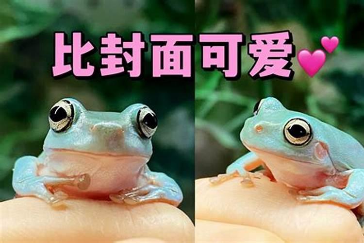 树蛙吃什么,多久喂一次