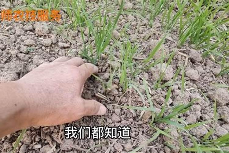 种植小麦时,应该先喷洒除草剂还是先浇水呢？