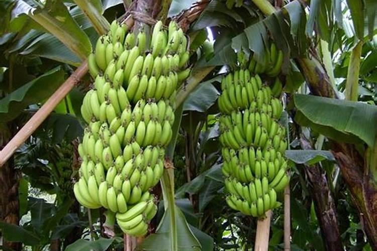 香蕉用什么叶面肥？香蕉什么时候打叶面肥？香蕉促花保果膨大防晒用金泰靓...