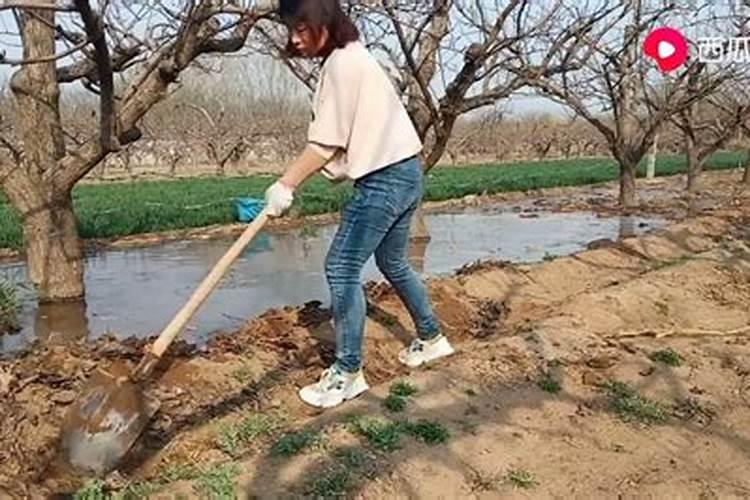 七月份梨树追肥的方法