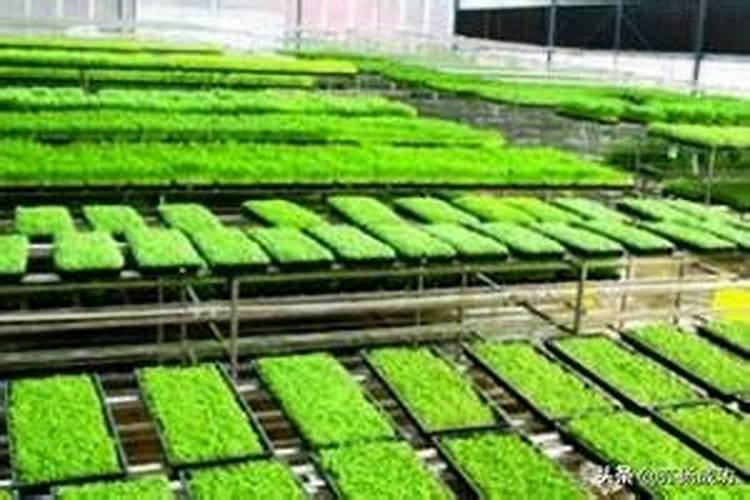 种菜地底肥用什么肥料最好