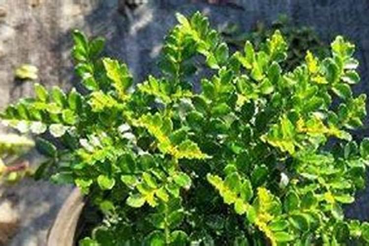 清香木施肥用什么肥料好 喜欢什么肥