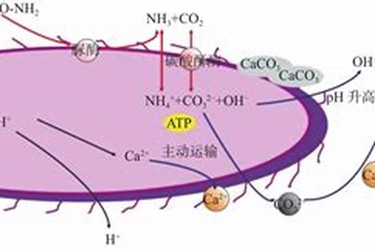 氢氧化钙的用途 氢氧化钙可以用来做什么
