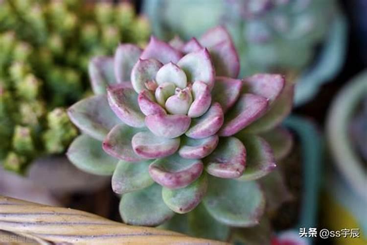 为什么多肉养养变绿