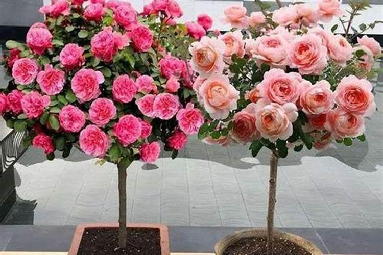 月季花施肥太多开花就少吗？