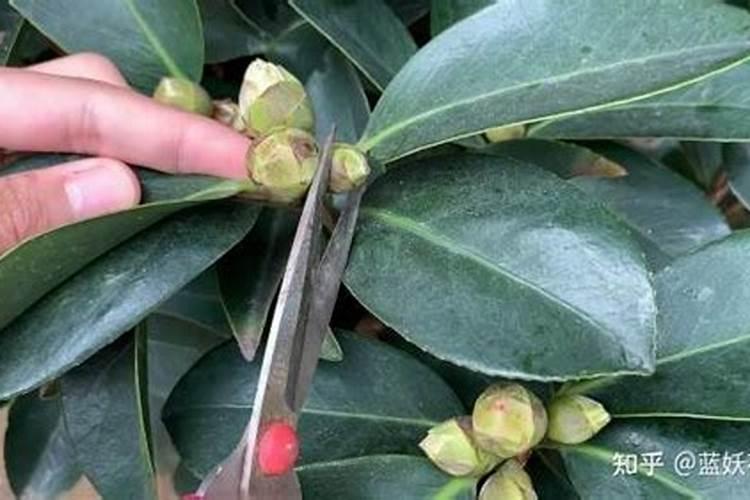 茶花用什么肥料最好,怎么施肥