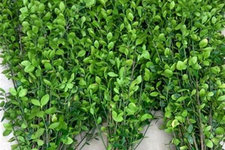 龟甲冬青用什么样的除草剂对树苗的伤害最小