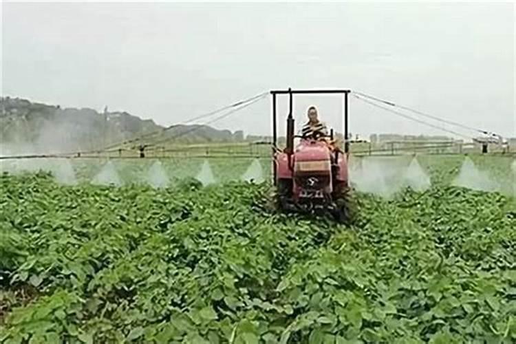 豆子顶叶发黄最快解决方法