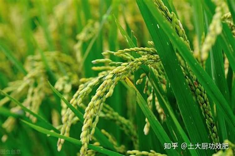 北方水稻施肥方法和用量 北方水稻施肥方法简介