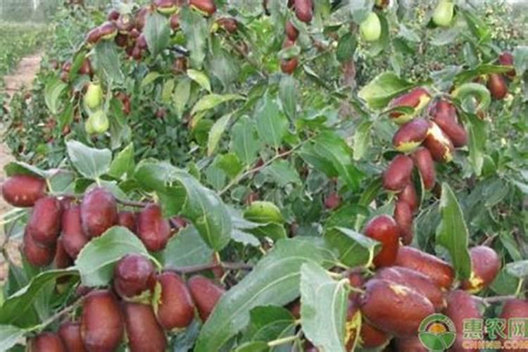 家养枣树用什么肥料 枣树施肥后如何养护