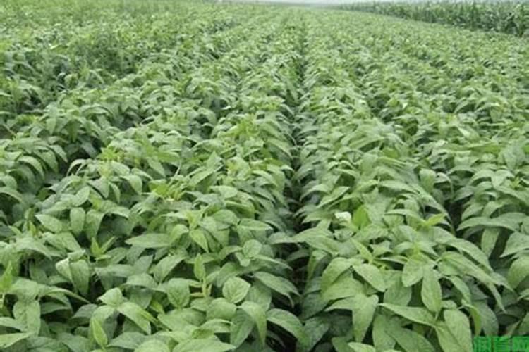 为什么豆类植物不需要施氮肥