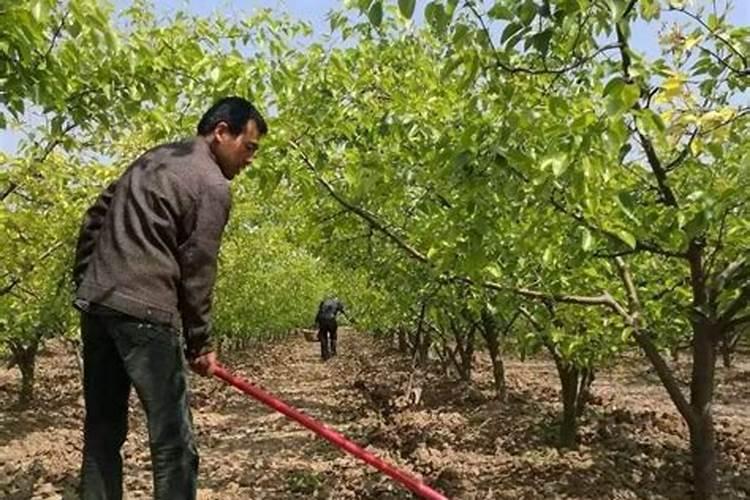 果树叶面施肥要注意什么