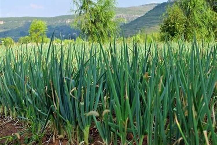 种植大葱怎么施肥能高产